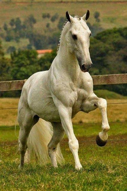 Ablack Stallion 