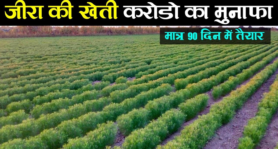 Buisness Idea: हीरे जैसा बिजनेस सिर्फ 110 दिन में लाखों की कमाई, जानिए कैसे करें शुरुआत